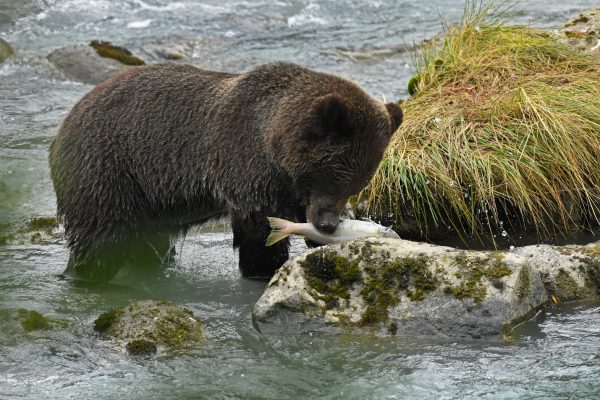 bear in the river 2018